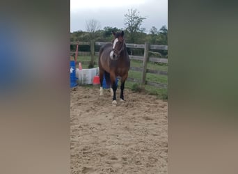 Welsh PB (Partbred), Gelding, 6 years, 13,3 hh, Brown