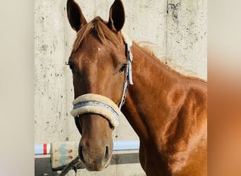 Welsh PB (Partbred), Gelding, 6 years, 14,1 hh, Chestnut