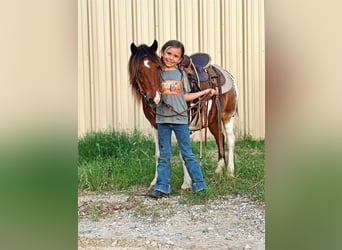 Welsh PB (Partbred) Mix, Gelding, 7 years, 10 hh, Pinto