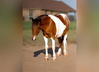 Welsh PB (Partbred) Mix, Gelding, 7 years, 10 hh, Pinto