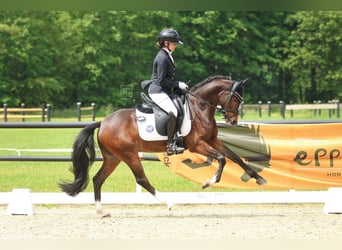 Welsh PB (Partbred), Gelding, 7 years, 14,1 hh, Brown