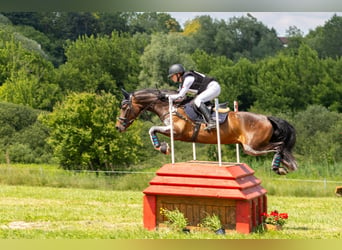 Welsh PB (Partbred), Gelding, 7 years, 15,1 hh, Bay-Dark