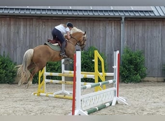 Welsh PB (Partbred), Gelding, 7 years, 15,1 hh, Palomino