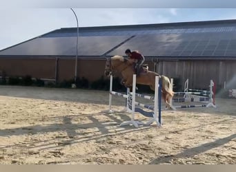 Welsh PB (Partbred), Gelding, 7 years, 15,1 hh, Palomino