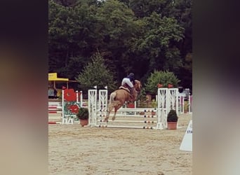 Welsh PB (Partbred), Gelding, 7 years, 15,1 hh, Palomino