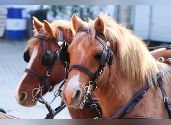 Welsh PB (Partbred), Gelding, 8 years, 12,2 hh, Chestnut