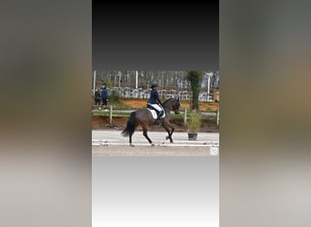 Welsh PB (Partbred), Gelding, 8 years, 14,2 hh, Brown