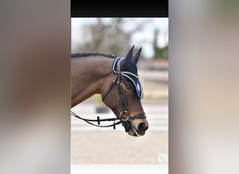 Welsh PB (Partbred), Gelding, 8 years, 14,2 hh, Brown