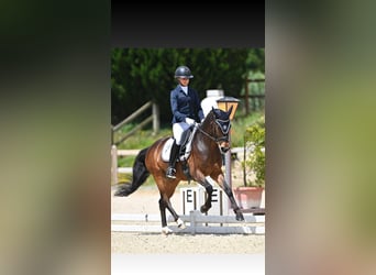 Welsh PB (Partbred), Gelding, 8 years, 14,2 hh, Brown