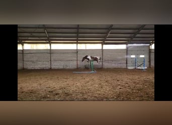 Welsh PB (Partbred), Gelding, 8 years, 14.3 hh, Pinto