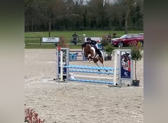 Welsh PB (Partbred), Gelding, 8 years, 14.3 hh, Pinto