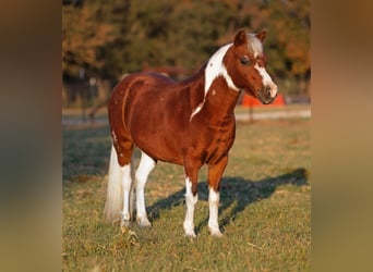 Welsh PB (Partbred) Mix, Mare, 10 years, 10,1 hh, Pinto