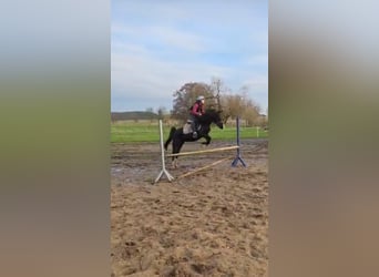 Welsh PB (Partbred) Mix, Mare, 10 years, 12,3 hh, Black