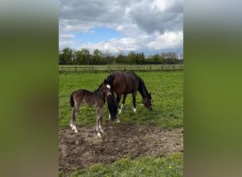 Welsh-PB, Stute, 11 Jahre, 14,1 hh, Brauner