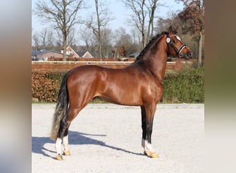 Welsh-PB, Stute, 11 Jahre, 14,1 hh, Brauner