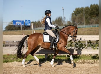 Welsh PB (Partbred), Mare, 11 years, 14.1 hh, Brown