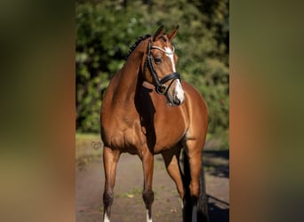 Welsh PB (Partbred), Mare, 11 years, 14.1 hh, Brown