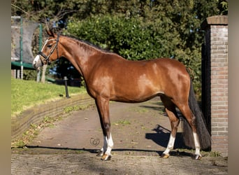 Welsh PB (Partbred), Mare, 11 years, 14.1 hh, Brown
