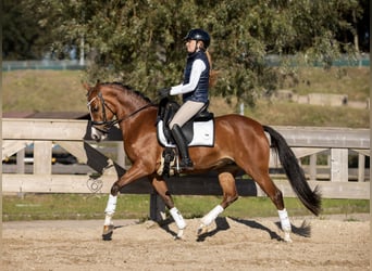 Welsh PB (Partbred), Mare, 11 years, 14.1 hh, Brown