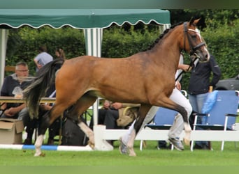 Welsh PB (Partbred), Mare, 11 years, 14,1 hh, Brown