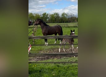 Welsh PB (Partbred), Mare, 11 years, 14,1 hh, Brown