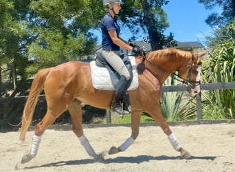 Welsh PB (Partbred) Mix, Mare, 11 years, 15 hh, Chestnut
