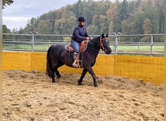 Welsh PB (Partbred) Mix, Mare, 12 years, 12.2 hh, Black