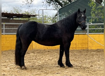 Welsh PB (Partbred) Mix, Mare, 12 years, 12.2 hh, Black