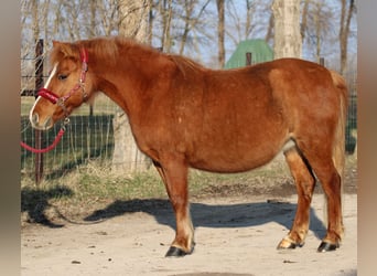 Welsh PB (Partbred) Mix, Mare, 12 years, 12.2 hh, Chestnut