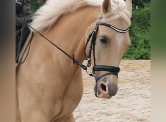 Welsh PB (Partbred), Mare, 12 years, 14.2 hh, Palomino