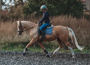 Welsh PB (Partbred), Mare, 12 years, 14 hh, Palomino