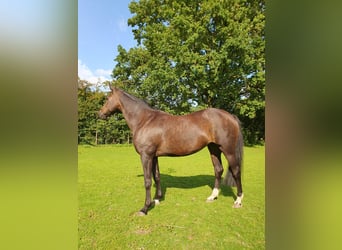 Welsh PB (Partbred), Mare, 12 years, 15,2 hh, Brown