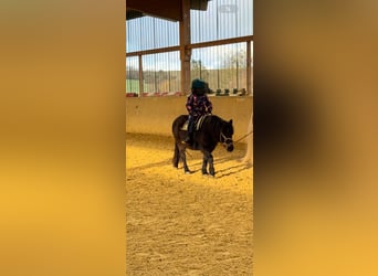 Welsh PB (Partbred) Mix, Mare, 13 years, 11,3 hh, Smoky-Black