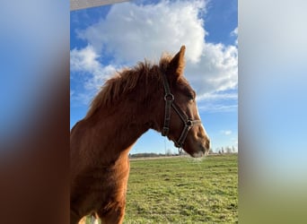 Welsh PB (Partbred), Mare, 1 year, 13,2 hh, Sorrel