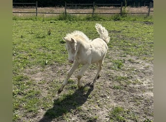 Welsh PB (Partbred), Mare, 1 year, Cremello