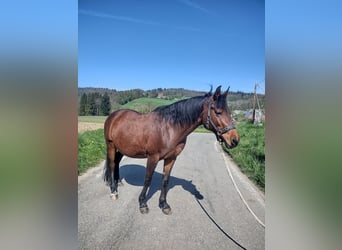 Welsh PB (Partbred), Mare, 21 years, 14.2 hh, Brown