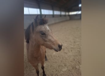 Welsh PB (Partbred), Mare, 2 years, 12,1 hh, Buckskin