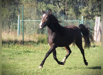 Welsh PB (Partbred), Mare, 2 years, 13.1 hh, Brown