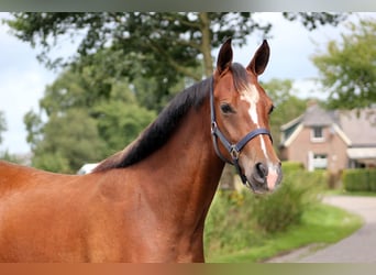 Welsh PB (Partbred), Mare, 2 years, 14,1 hh, Bay-Dark