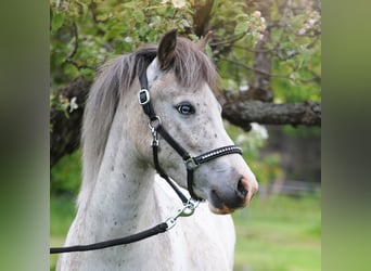 Welsh PB (Partbred), Mare, 3 years, 11.1 hh, Leopard-Piebald