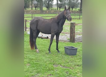 Welsh PB (Partbred), Mare, 3 years, 14,1 hh, Black