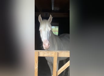 Welsh PB (Partbred), Mare, 3 years, 14.1 hh, Cremello