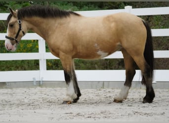 Welsh-PB Mix, Stute, 4 Jahre, 14,1 hh, Buckskin