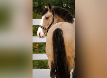 Welsh-PB Mix, Stute, 4 Jahre, 14,1 hh, Buckskin