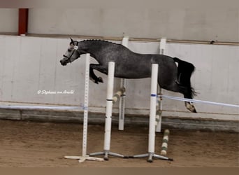 Welsh-PB, Stute, 4 Jahre, 14,1 hh, Schimmel