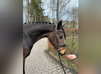 Welsh PB (Partbred), Mare, 5 years, 14.1 hh, Brown