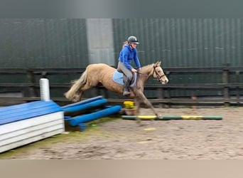 Welsh PB (Partbred), Mare, 6 years, 13.2 hh, Palomino