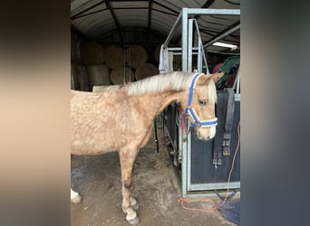 Welsh PB (Partbred), Mare, 6 years, 13.2 hh, Palomino