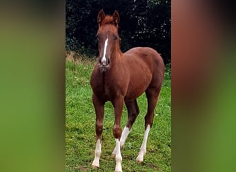 Welsh PB (Partbred) Mix, Mare, 6 years, 15 hh, Chestnut