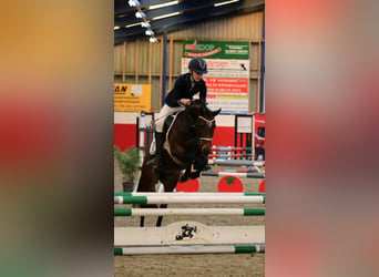 Welsh PB (Partbred), Mare, 7 years, 14,1 hh, Bay-Dark